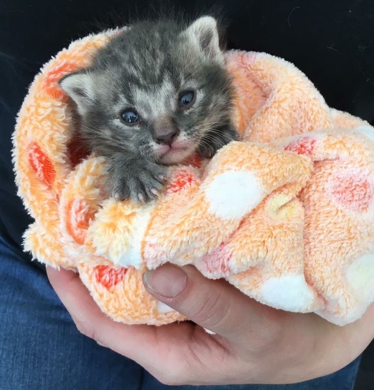 10 Crucial Steps to take to Save an Abandoned Newborn Kitten