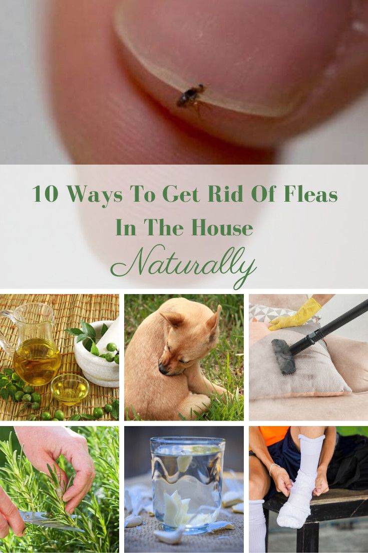 10 Ways To Get Rid Of Fleas In The House Naturally
