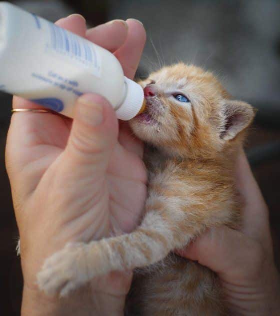 107 best D...4bottle feeding kitten(^q^)(^q^)(^q^) images on Pinterest ...