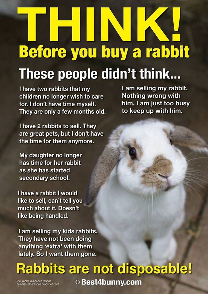 317 best images about Best4bunny posters on Pinterest