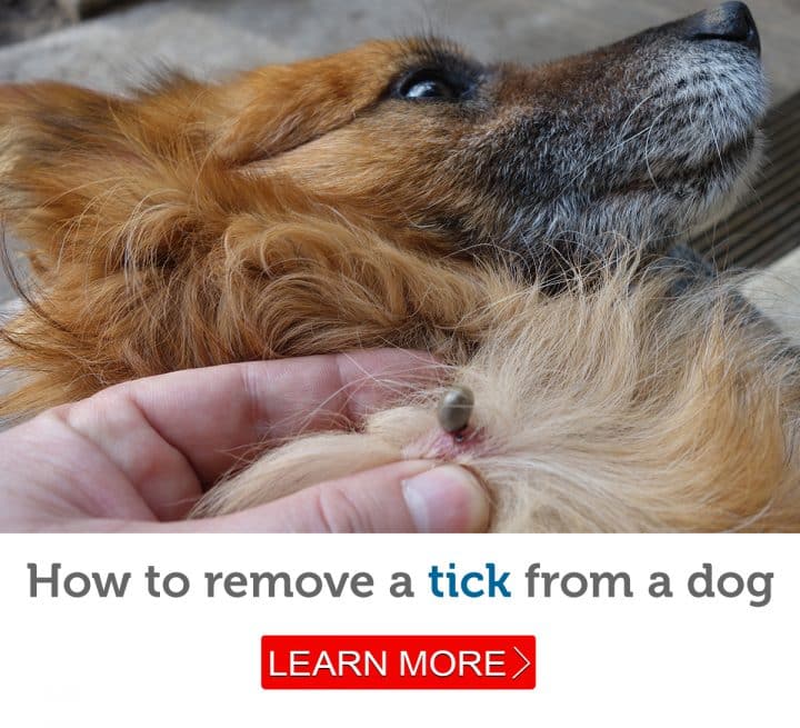 5 simple steps to safely remove a tick from your dog