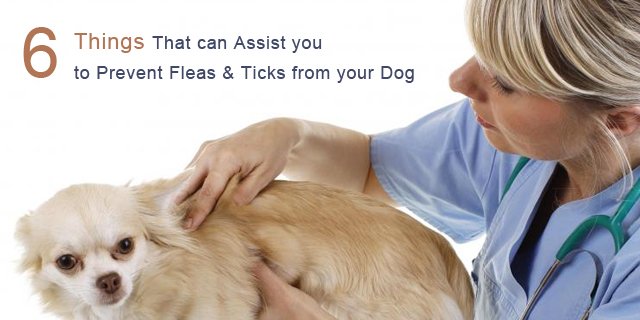 6 Things that can Assist you to Prevent Fleas &  Ticks from ...