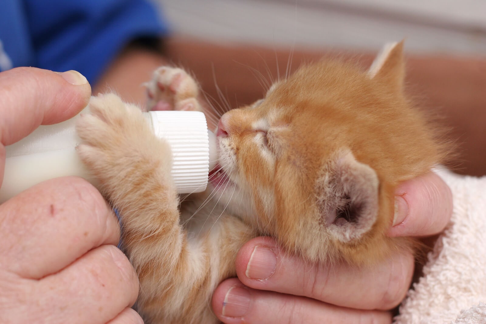 7 Tips for Newborn Kitten Care × Hill