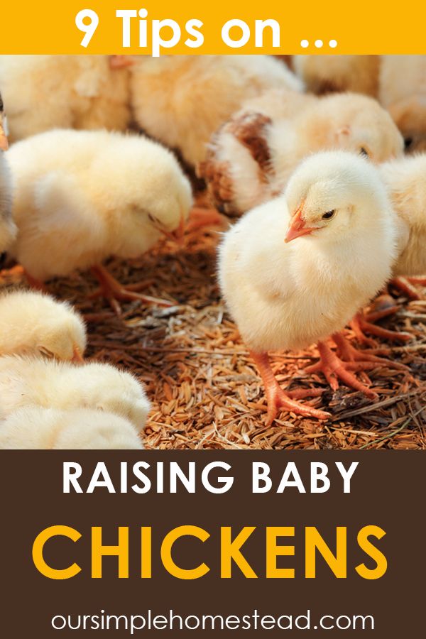 9 Tips For Raising Baby Chickens