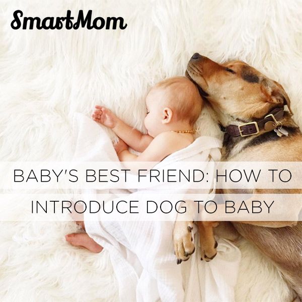 Babys Best Friend: How to Introduce Dog to Baby