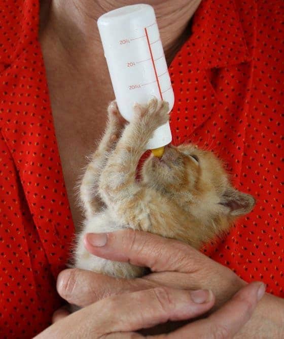 Bottle feeding a Kitten.