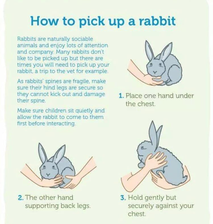 Care Sheet and tips on taken care of your bunny!
