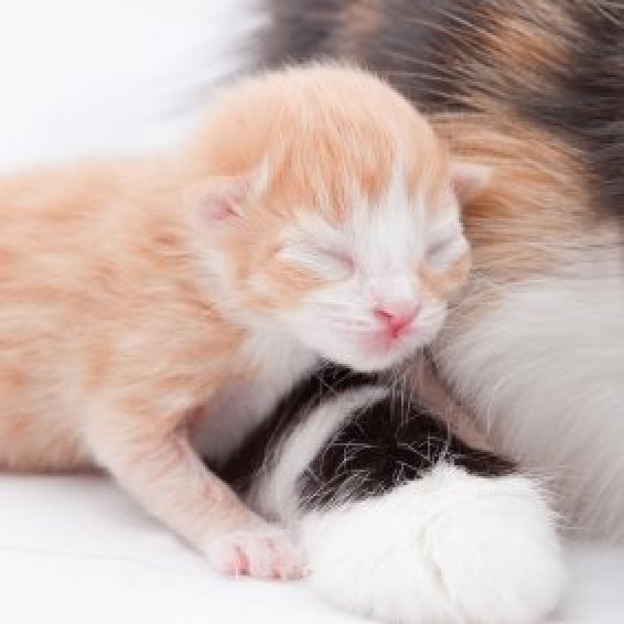 Caring for Newborn Kittens