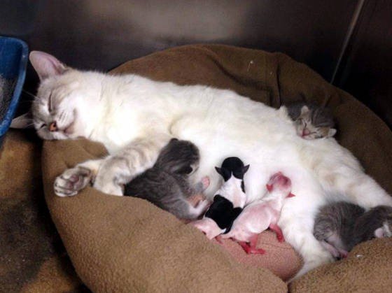 Cat Becomes Surrogate Mom To Preemie Puppies