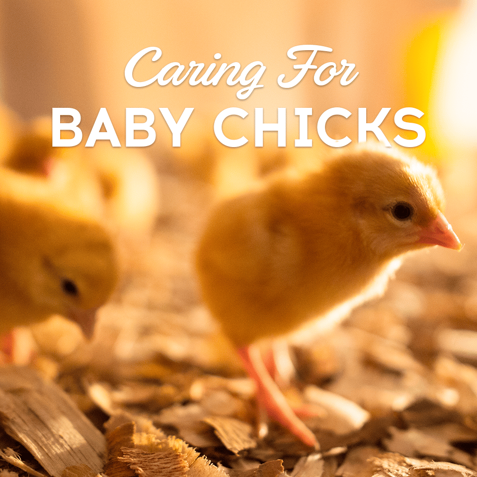 Check out these tips about caring for your new baby chicks!