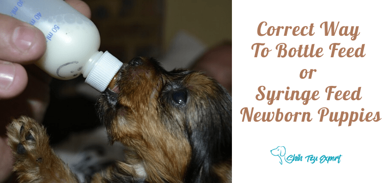 Correct Way To Bottle Feed or Syringe Feed Newborn Puppies
