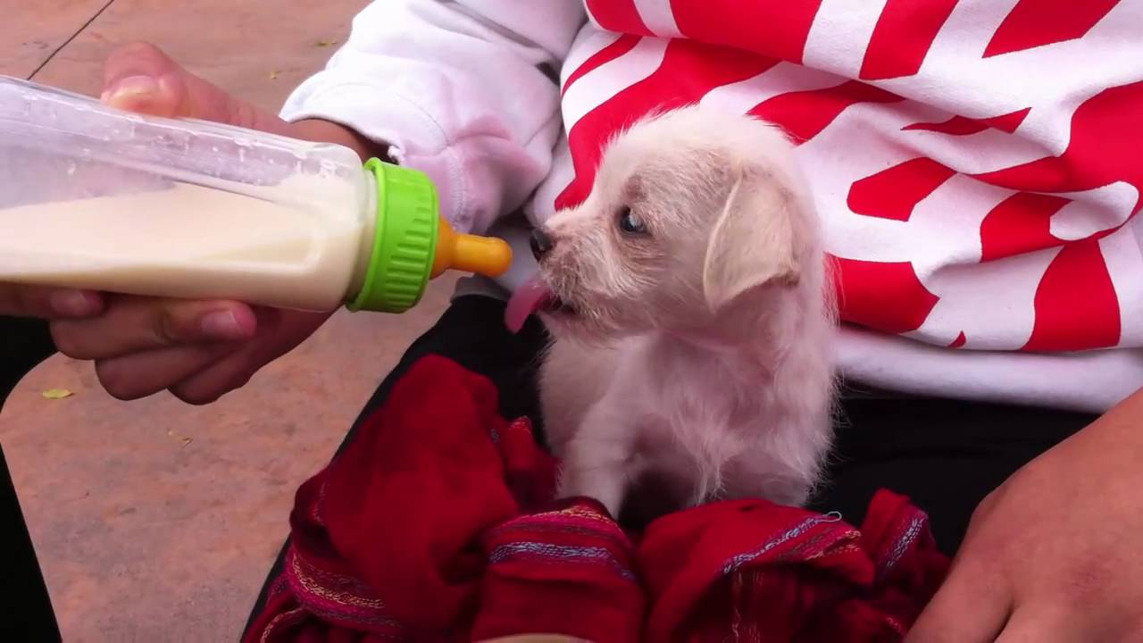 Cute Bottle Feeding Puppy