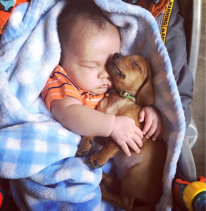 Cutest Babies Images With Puppy Dogs