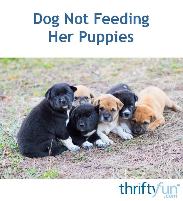 Dog Not Feeding Her Puppies?