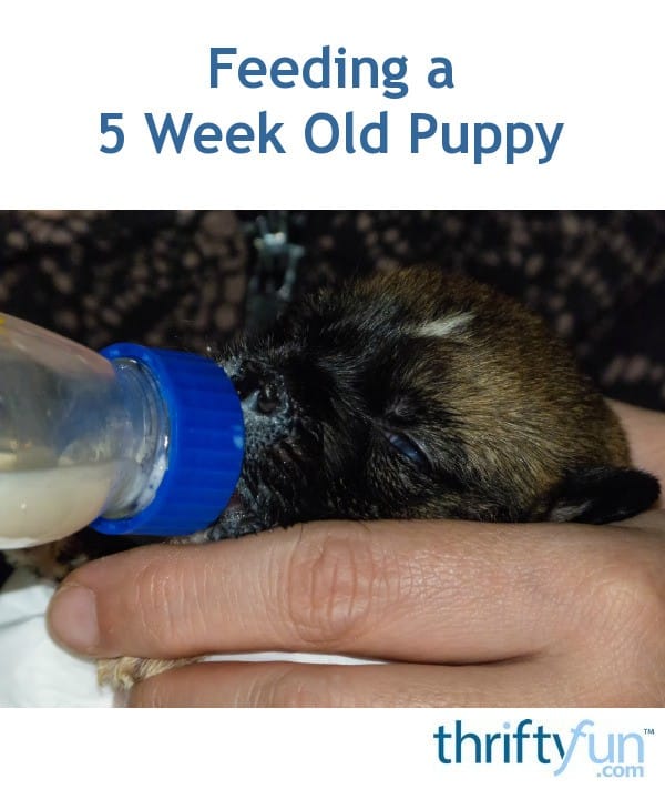 Feeding a 5 Week Old Puppy?