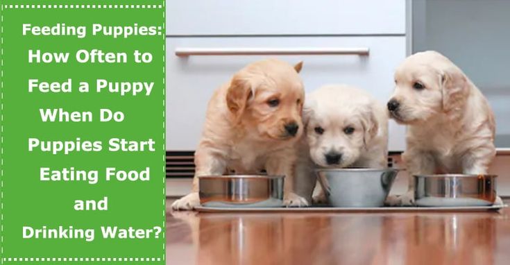 Feeding Newborn Puppies: How Often to Feed a Puppy? When Do Puppies ...