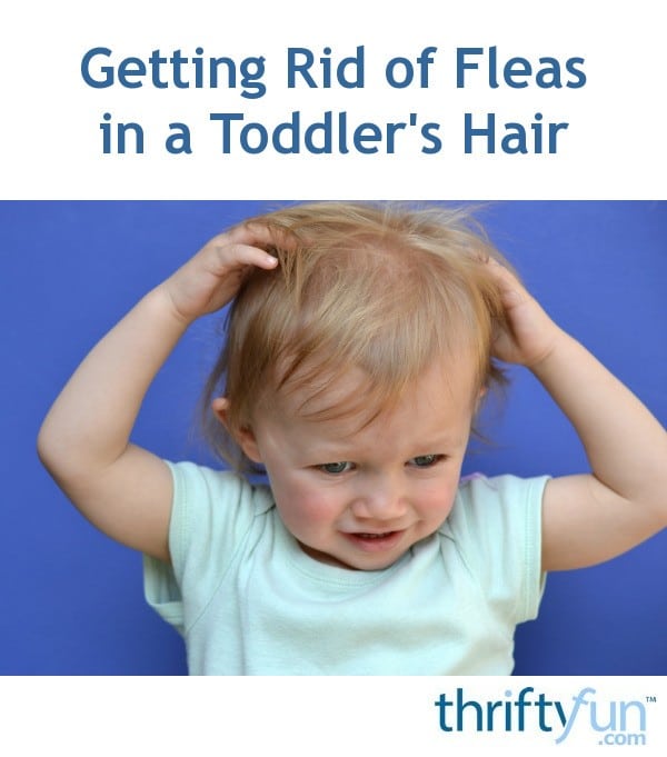Getting Rid of Fleas in a Toddler