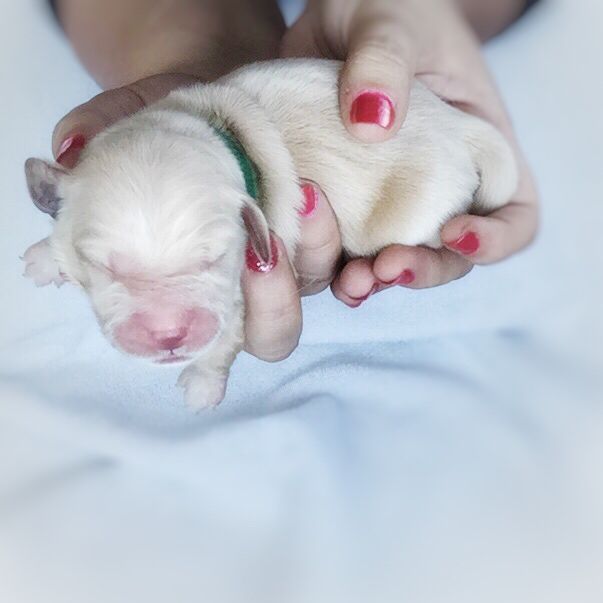 Golden Retriever Puppies Newborn