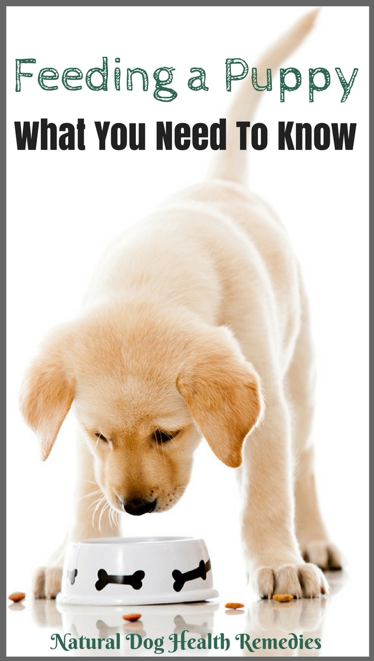 Got a new puppy? Learn what to feed your puppy, how much ...