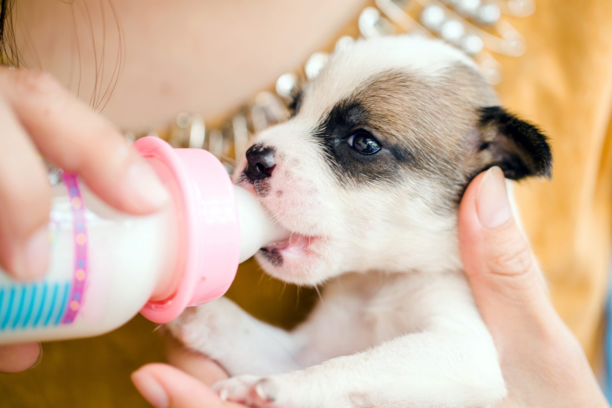 How and When to Use Puppy Formula to Bottle