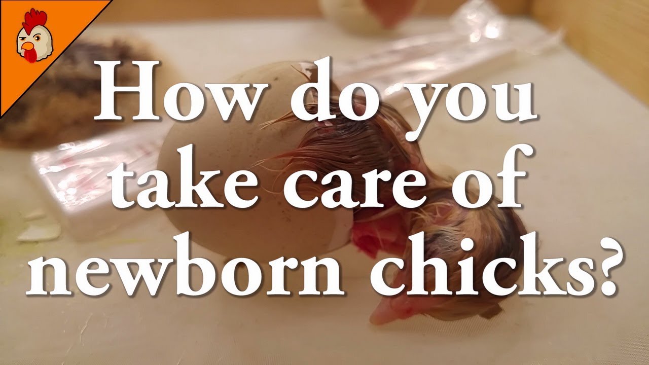 How do You Take Care of Newborn Chicks