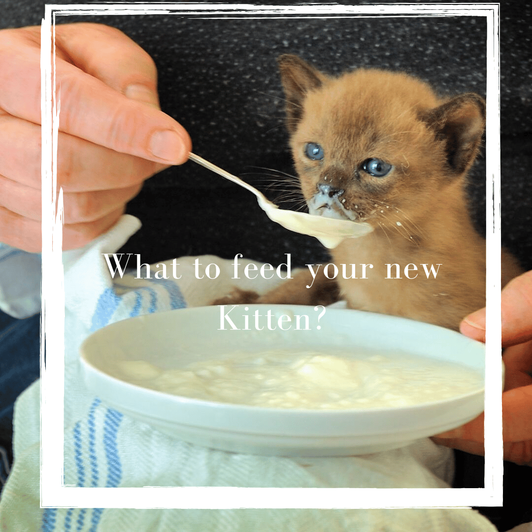 How Long To Feed Kitten Food