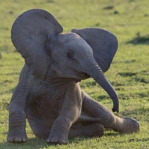 How much does a baby African elephant weigh?