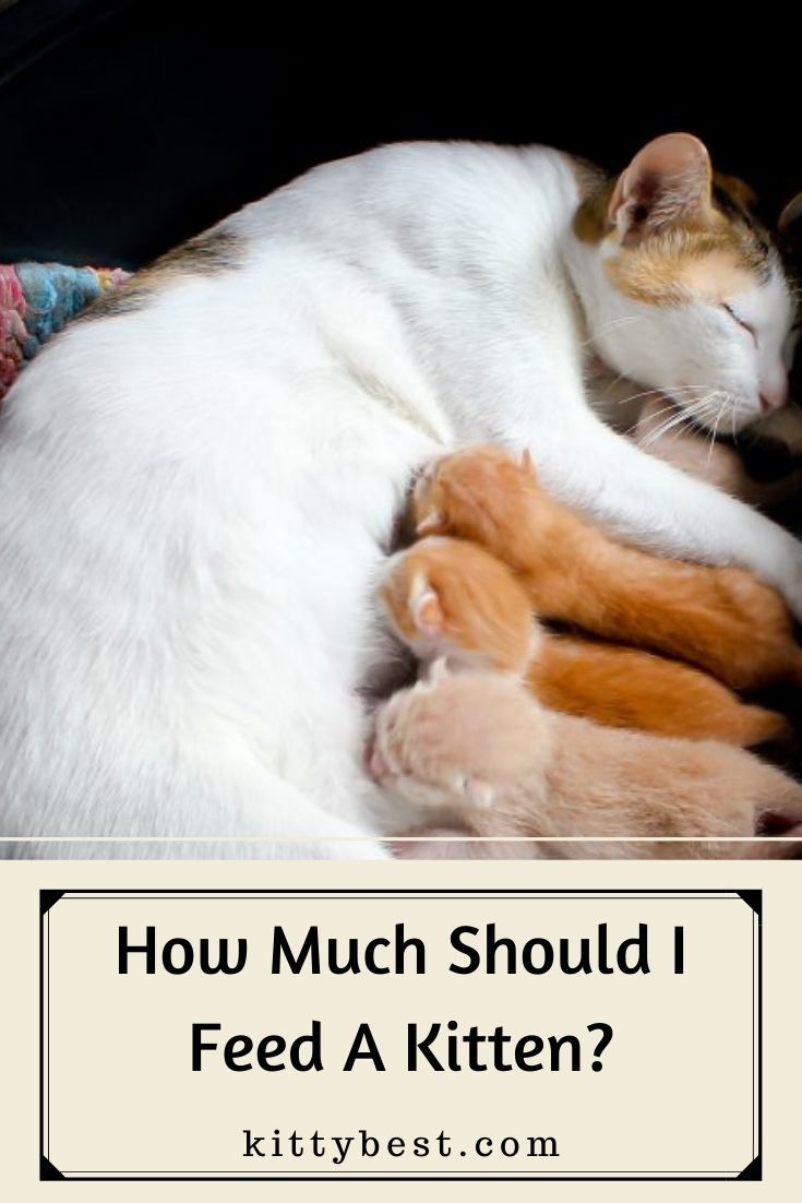 How Much Should I Feed A Kitten?