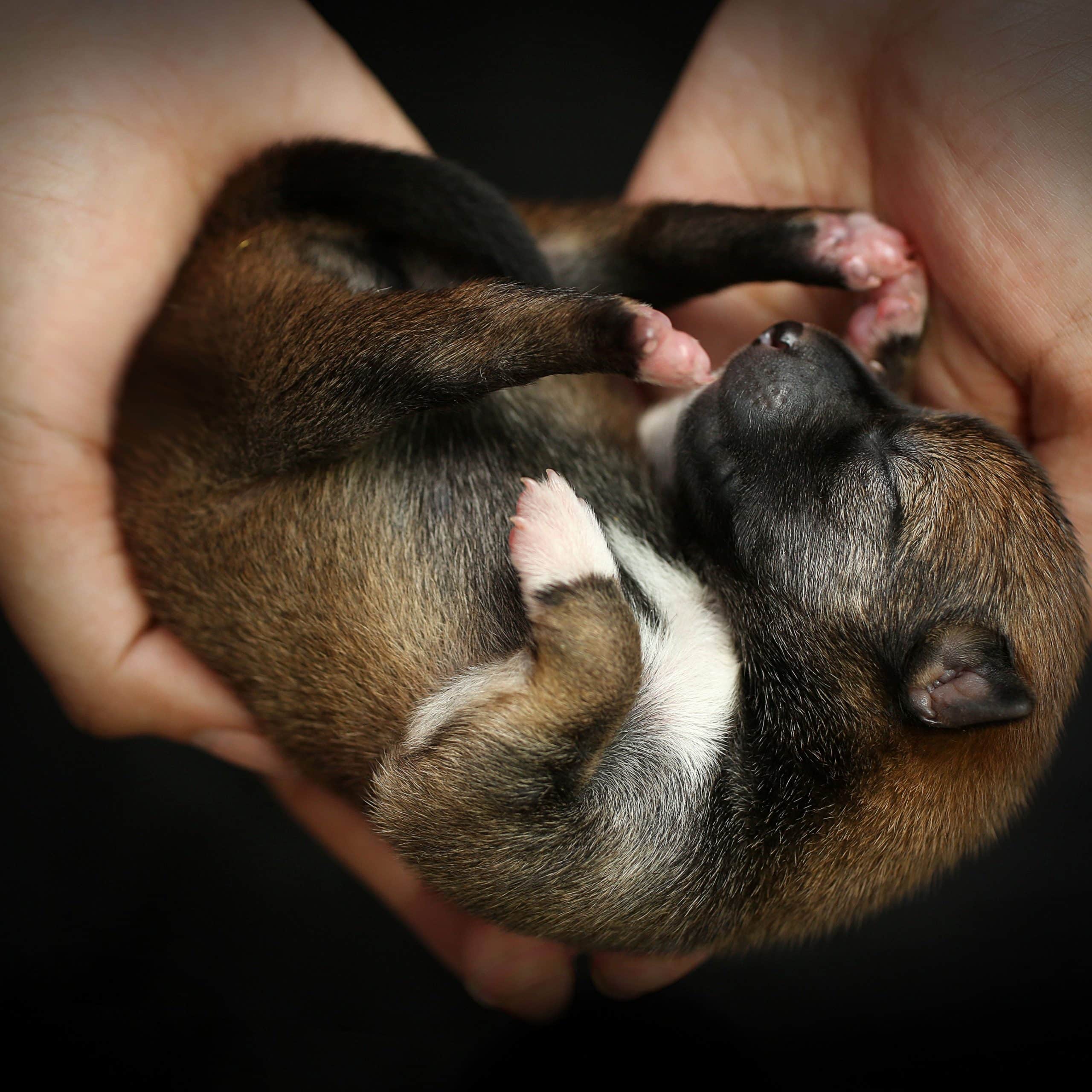How Often Do Newborn Puppies Eat : My First Litter How To Wean Puppies ...