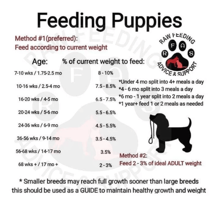 How Often Should 5 Week Old Puppies Eat Food