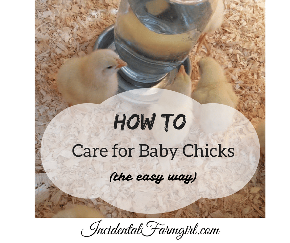 How to care for new Chicks