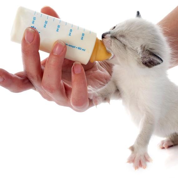 How to feed a newborn kitten?