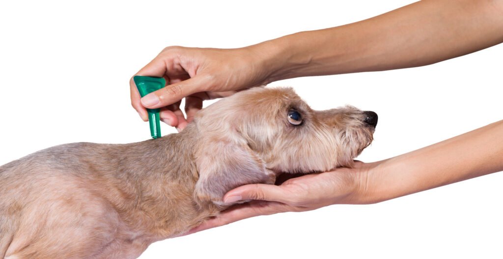 How to Get Rid of Dog Fleas