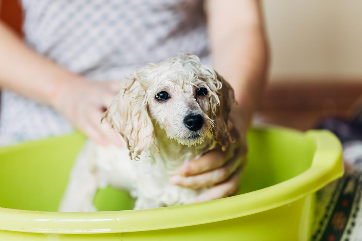 How to Get Rid of Fleas from Newborn Puppies