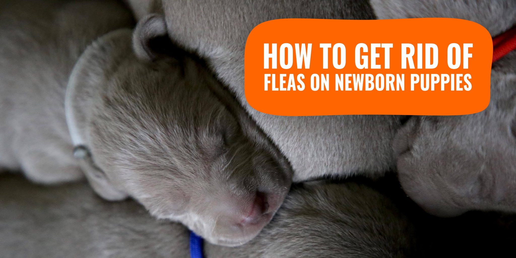 How To Get Rid Of Fleas On Newborn Puppies  Treatment &  FAQs