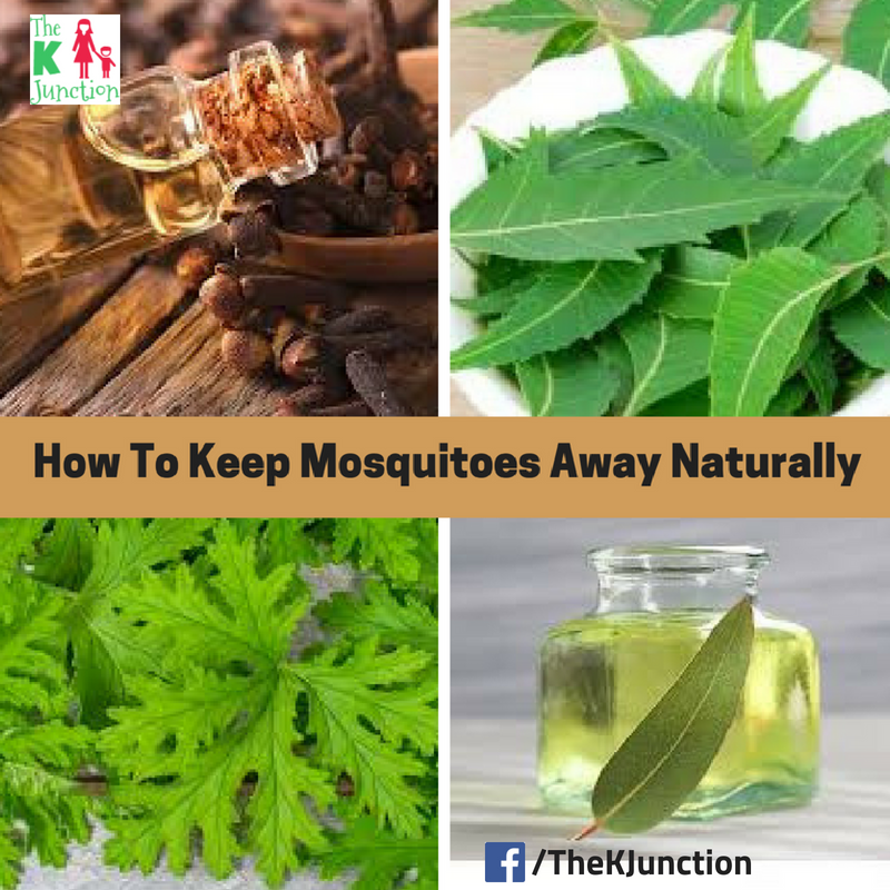 How To Keep Mosquitoes Away Naturally