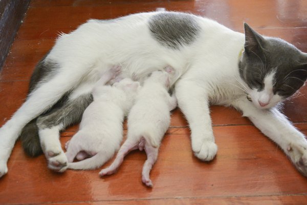How to Take Care of Newborn Kittens &  a Mother Cat