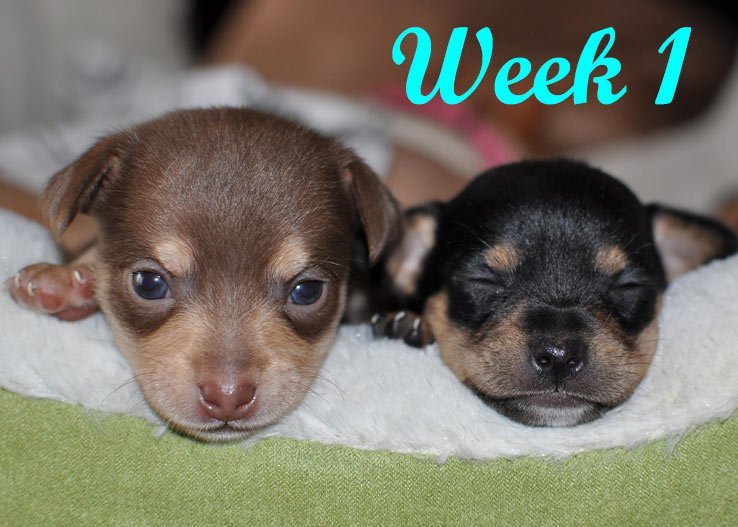 How to Take Care of Newborn Puppies Week by Week (1