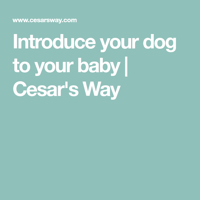 Introduce your dog to your baby