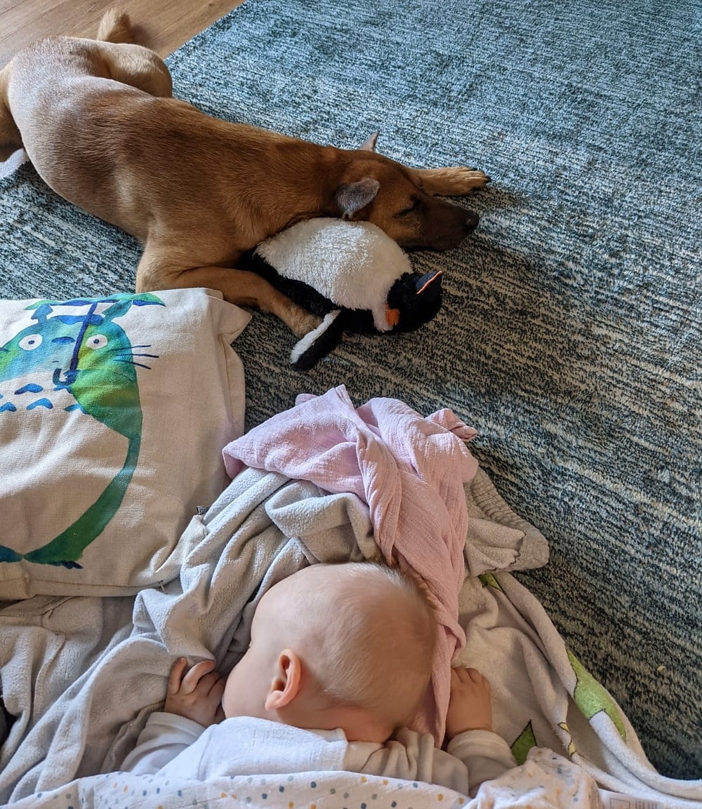 Introducing your dog to new baby
