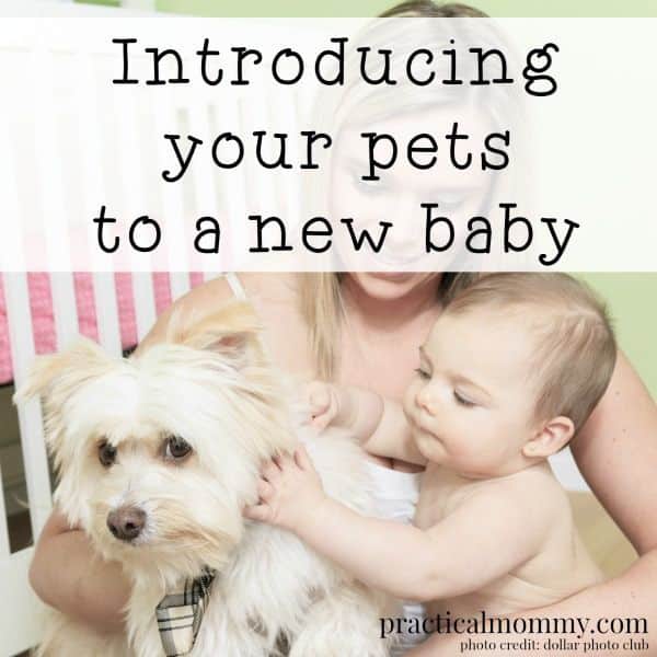 Introducing Your Pets To A New Baby (With images)