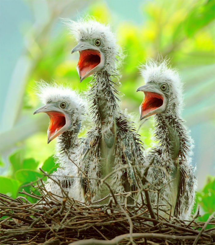 Just Cool Pics: Adorable Examples Of Baby Birds Photography
