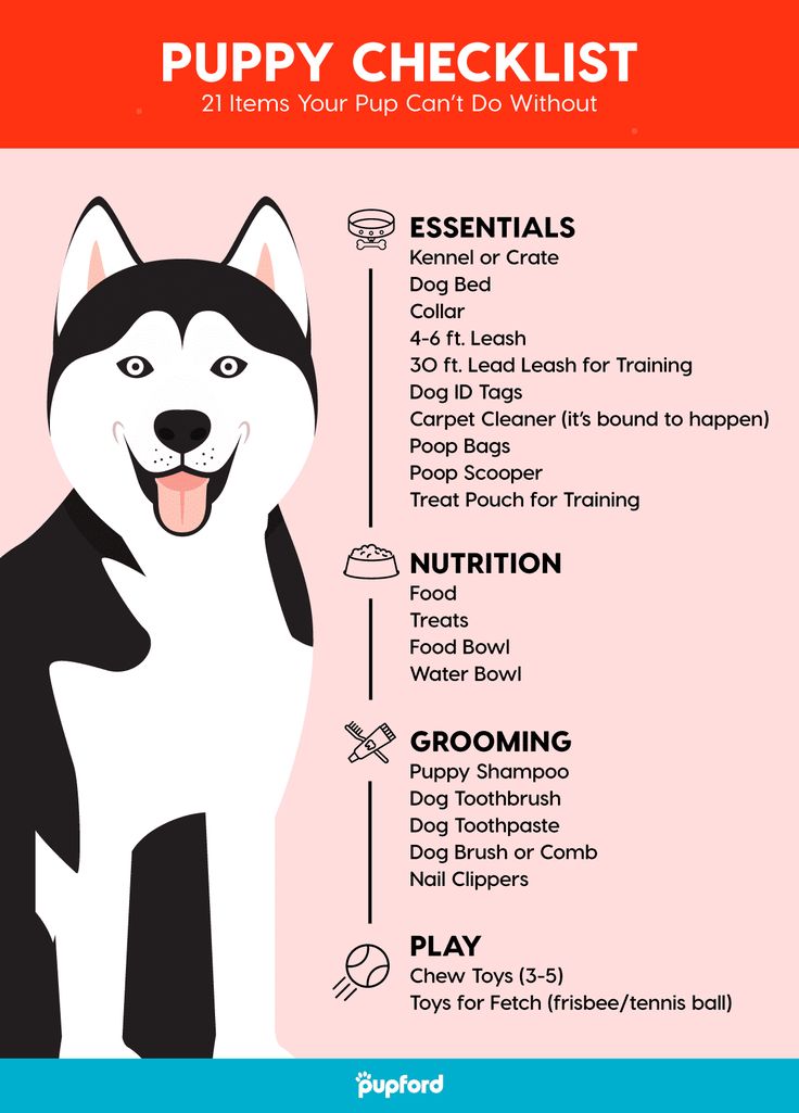 New Puppy Checklist: 21 Items Your Pup Needs (Updated for ...