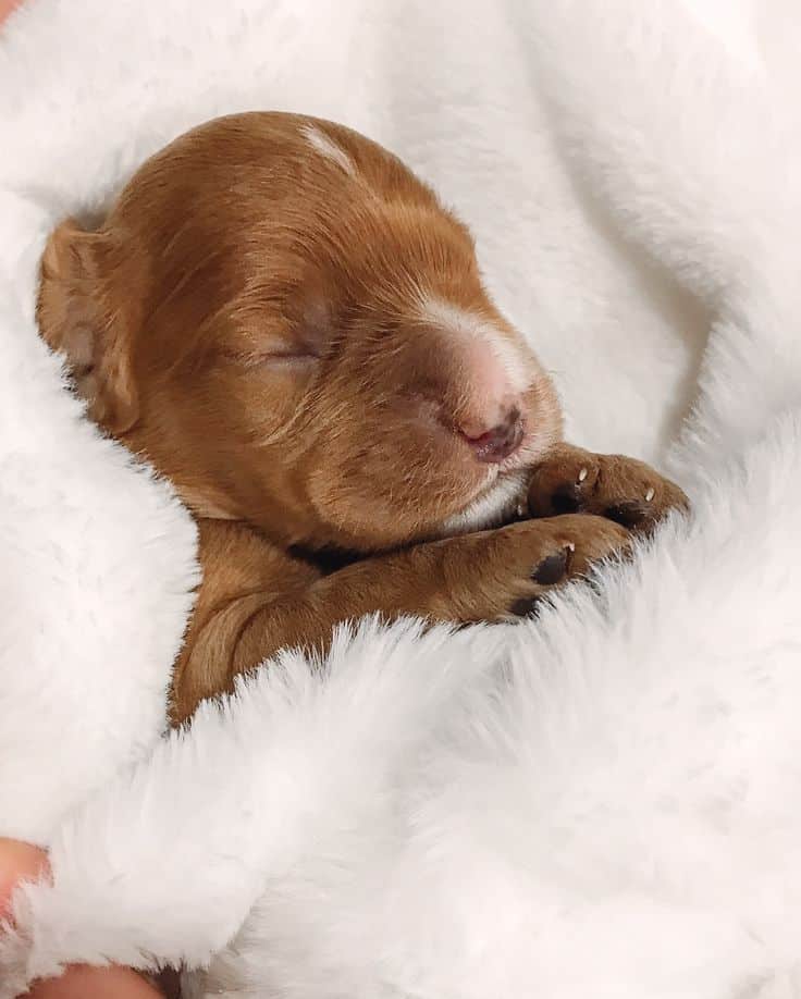Newborn Cockapoo puppy