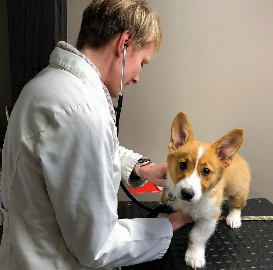 One of the first places to take your new puppy is the vet