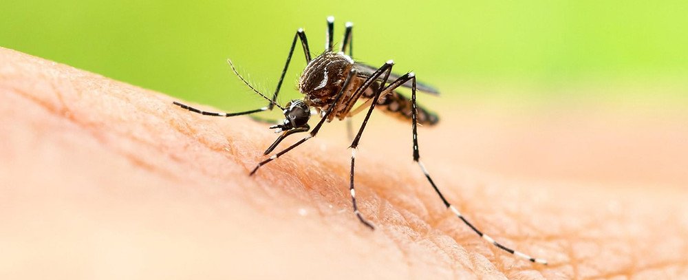 Organic ways to keep mosquitoes away from your home: Mosquito spraying ...