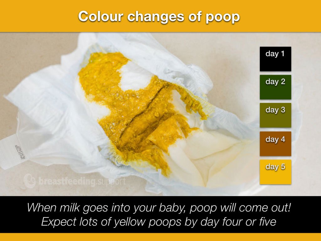 PetMd: How Many Times Should A Baby Poop Per Day
