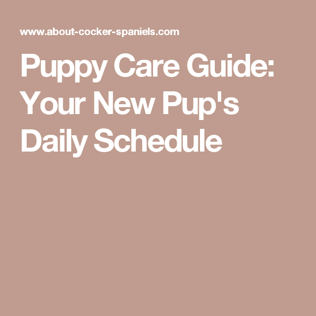 Puppy Care Guide: Your New Pup