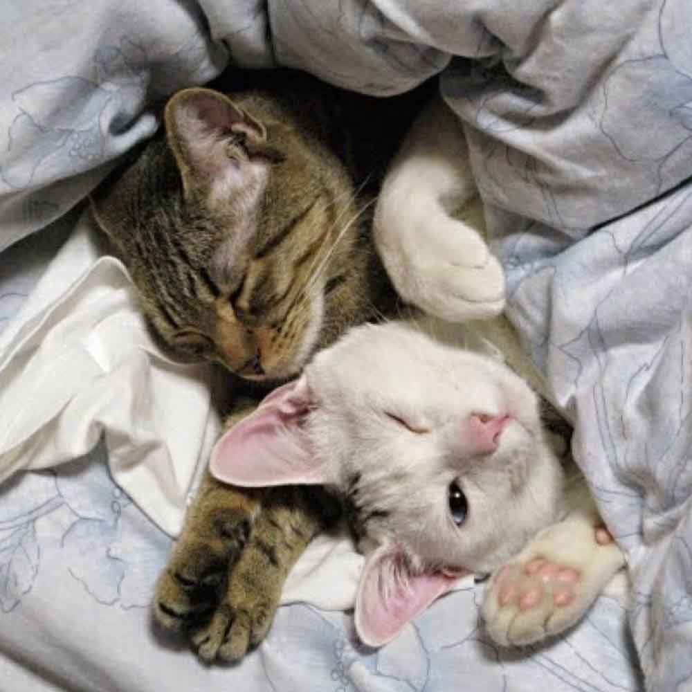 Soft Kitty, Warm Kitty