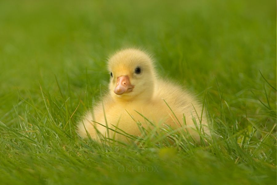 The 20 Fluffiest Goose Chicks